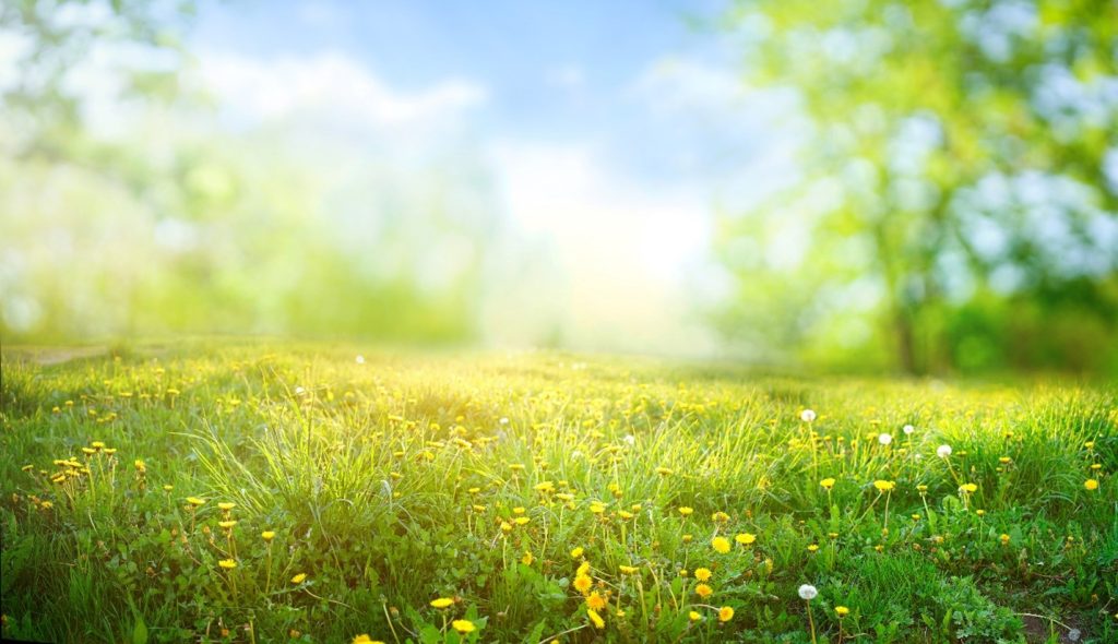 Nature8